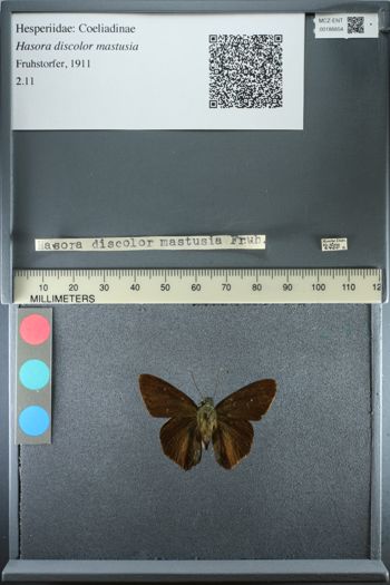 Media type: image;   Entomology 186654